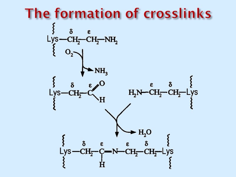 The formation of crosslinks